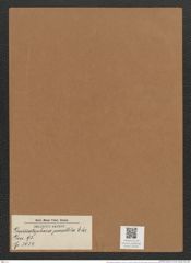Grammatophora parallela Ehr. (de-Toni-Nr.: Genus 93, Species 3034) Zeichnungen Sammlung Grunow Mappe 03220 (Herbarium_W_Grunow_drawings_Folder_03220)